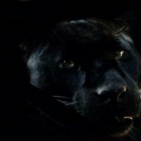 /album/lunavideochat/a134917595577310-jpg/